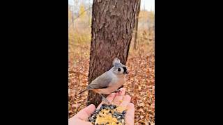 Birds in the Wind🦅 littlebirdsinthewoods birds youtubeshorts shortsyoutube nature [upl. by Xuaegram]