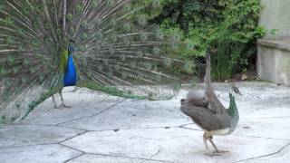 Peacock and Peahen Display 2 [upl. by Hgeilhsa]