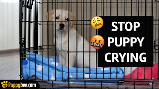 HOW TO GET PUPPY TO STOP CRYING IN CRATE [upl. by Sielen]