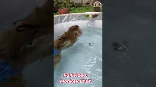 Monkey Lyly swims freely shorts youtubeshorts viralshort cutefunny viralreels [upl. by Mendes]