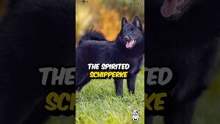 3 Fun Facts About The Schipperke Dog shorts dogfacts schipperke dogbreed [upl. by Nylirem]