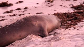 An Elephant Seal Sounds Off [upl. by Hgielram]