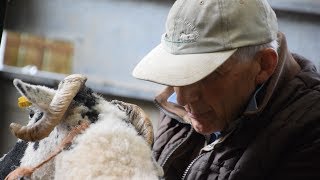 Farming life S2E3 preparing swaledale sheep 🐑 [upl. by Eidnew]