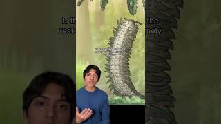 The Creepy Arthropleura prehistoric nature wildlife horror insects [upl. by Luiza]