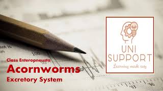 Enteropneusta  Acornworms Excretory System [upl. by Melly]