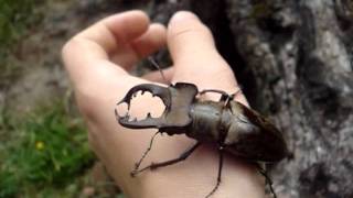 Lucanus maculifemoratus maculifemoratus  Stag Beetle  Hirschkäfer [upl. by Nomor]