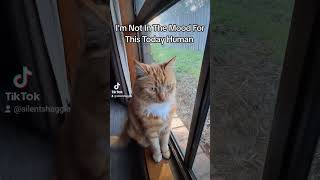 Pickles youtubeshorts catsofyoutube cutecat cat catvideos catlover cats gingercat foryou [upl. by Ricki544]