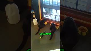 Why are cat so afraid of cucumbers shorts youtubeshorts facts amazingfacts viralshorts viral [upl. by Orat]