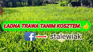 Pielęgnacja trawy nawożenie środek na chwasty Trawa w ogródku poradnik Wertykulacja  Po co [upl. by Eceinwahs]