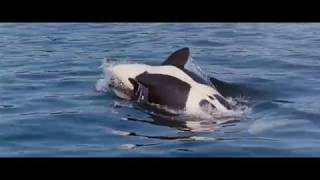 01 Main Title Free Willy  1993 Soundtrack [upl. by Stargell778]