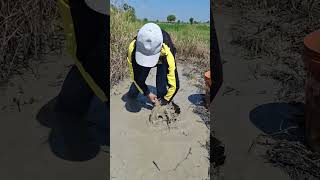 fisherwoman skills catch fish near the road by best hand shots topfishing [upl. by Wiese]