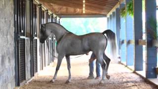 Miracle Of Marwan  Marwan Al Shaqab X MajalinaBesson Caro [upl. by Johnathon]