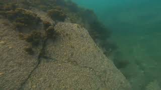 Cornwall snorkelling at perranuthnoe 1st September 2024 [upl. by Nuhsyar]