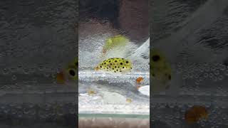 AMAZING PUFFER FISH EATING SNAIL🐡🐲 splendens [upl. by Lenka]