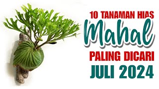 10 Tanaman Hias MAHAL Paling Dicari di Bulan JULI 2024 [upl. by Konstance]