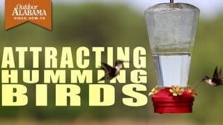 How To Attract Hummingbirds [upl. by Darrow]