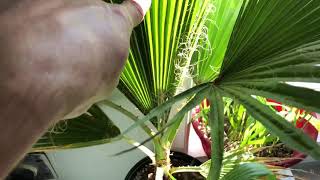 How fast does a Washingtonia robusta grow [upl. by Pepper]