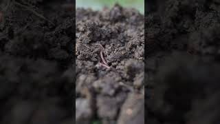 Earth compost vermi compost  vermi compost  vermicomposting  terrace gardening  yt shorts [upl. by Roxy160]