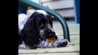 My Blue Roan English Cocker Spaniel growing up [upl. by Assisi]