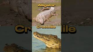 What’s the difference between alligator and crocodile 😨 crocodile alligator shorts different [upl. by Elburr]