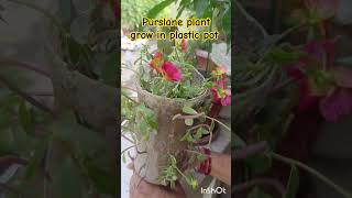 Purslane plantpurslaneflowersplasticpotbalconygardenytshortsviral [upl. by Yelkreb]