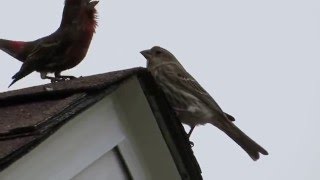 House finch courtship dance [upl. by Cathrine]