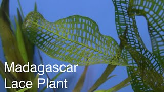 Fincasters Episode 57 Keeping Madagascar Lace Plant [upl. by Ishmul]