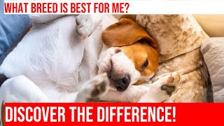 Beagle vs Doberman Comparing Breeds for Pet Owners [upl. by Cedell]