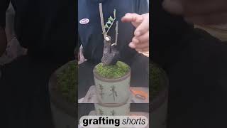 Bonsai tree grafting method unique l grafting shorts [upl. by Yemrej]