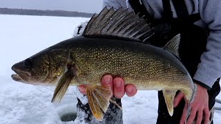 WALLEYE Ice Fishing Action On JAW JACKERS [upl. by Atihana]