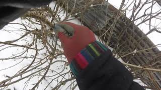 Pruning BlackcurrantRedcurrant Bushes [upl. by Reffinnej]