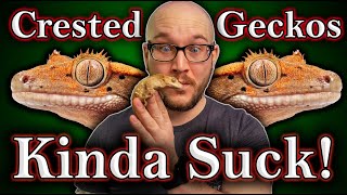 DO NOT Get A Crested Gecko 3 Reasons Why and 3 Better Lizards For You [upl. by Mail]