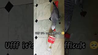 Mr Ash Opening bottle cap 🍾 African Grey Parrot birds africangreyparrots africangrey birdslover [upl. by Ennail]