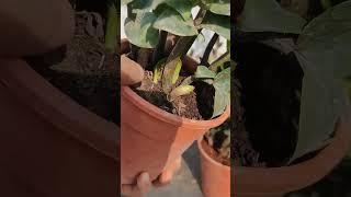 ZZ plant ke propagation or care kaise kare [upl. by Jehias]