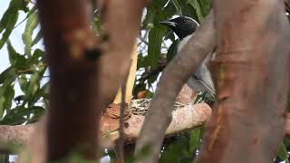 Blackfaced Cuckooshrike Hervey Bay Qld [upl. by Gnet448]