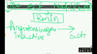 renal physiology chapter 3 JG apparatus [upl. by Lesser]