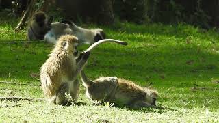 Vervet Monkey grooming [upl. by Aliwt]