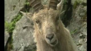 Le Bouquetin documentaire animalier [upl. by Alam780]