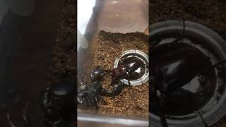 Red Claw Emperor Scorpion vs Okinawa Sawtoothed Stag Beetle レッドクロウエンペラースコーピオンvsオキナワノコギリクワガタ [upl. by Nosam]