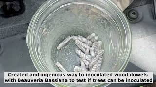 Making wood dowels to inoculate trees with Beauveria Bassiana [upl. by Aznaed]