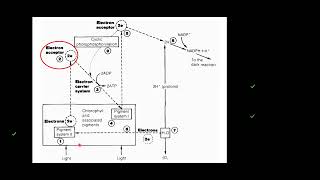 S6 BIOLOGY LESSON  PROCESS OF PHOTOLYSIS [upl. by Rexferd]