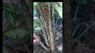 Dieffenbachia care Pruning stems [upl. by Sax]