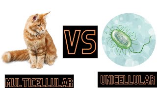 Unicellular VS Multicellular organisms [upl. by Merralee]