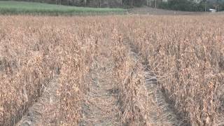 Legume residue management in sugarcane [upl. by Wyatan]