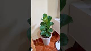 Como plantei minha Ficus Lyrata [upl. by Annairol194]