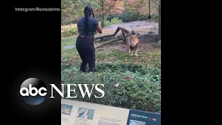 Zoo files criminal complaint after woman climbs into lion exhibit [upl. by Chevy]