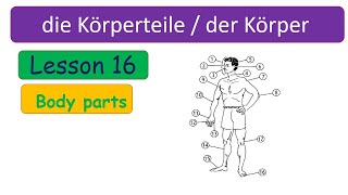 Learn German  German Vocabulary  die Körperteile  Body parts  der Körper  The body parts  A1 [upl. by Euf]