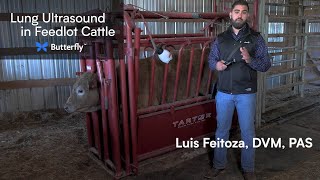 The Importance of Lung Ultrasound and Lung Scoring in Feedlot Cattle  Butterfly Network [upl. by Eustacia882]