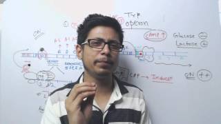 Lac operon vs Trp operon [upl. by Ahcsatan]