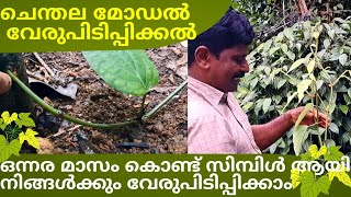 ചെന്തല മോഡൽ വേരുപിടിപ്പിക്കൽ Pepper Plant Propagation [upl. by Arekat516]